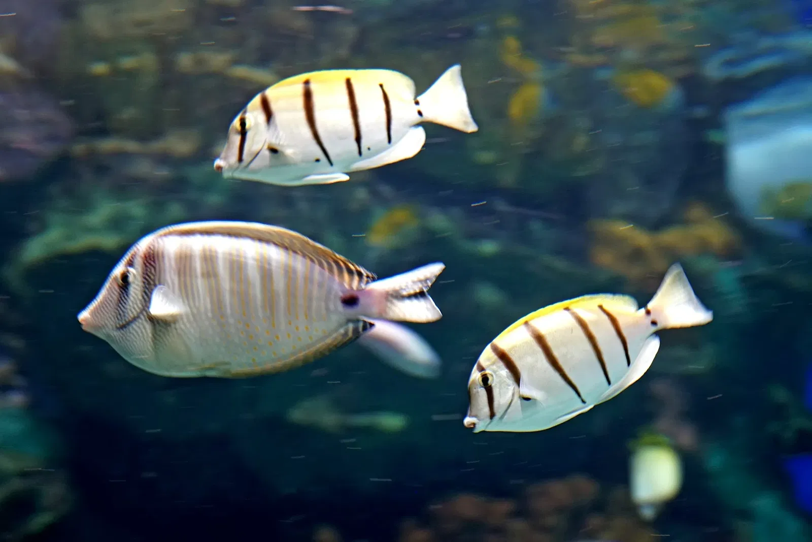 Ripley's Aquarium of Canada