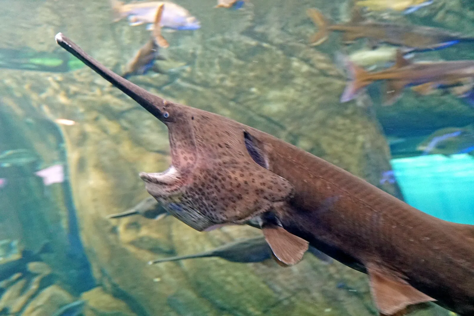 Ripley's Aquarium of Canada