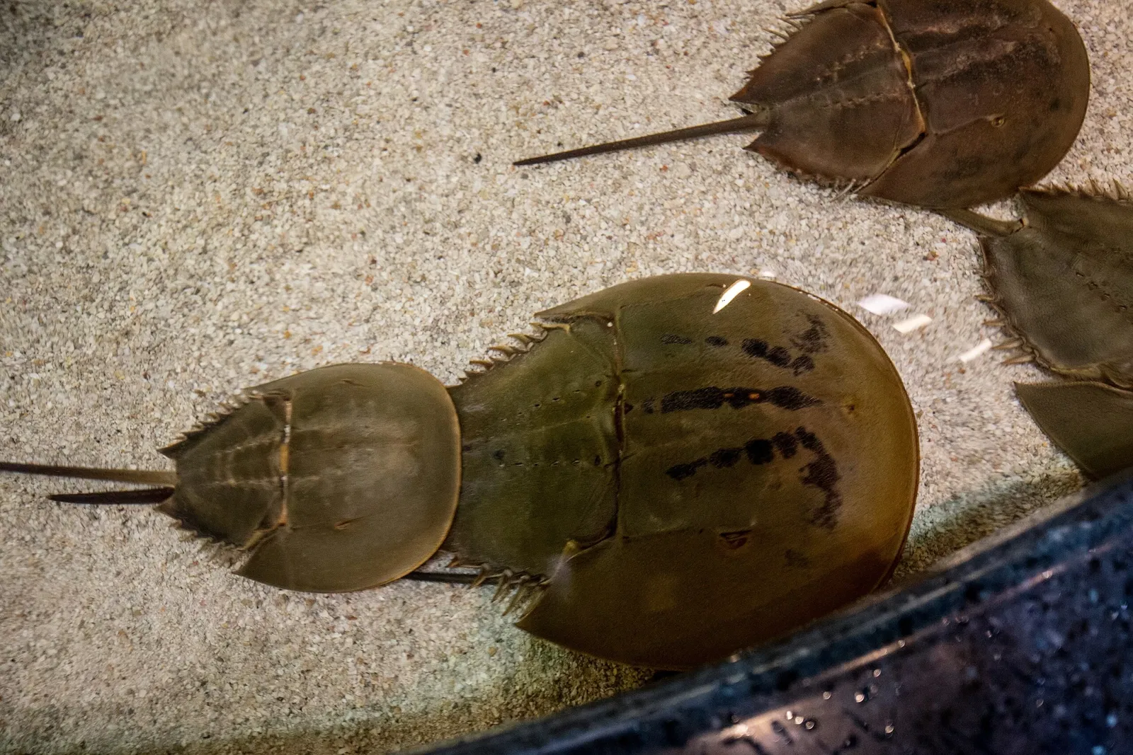 Ripley's Aquarium of Canada