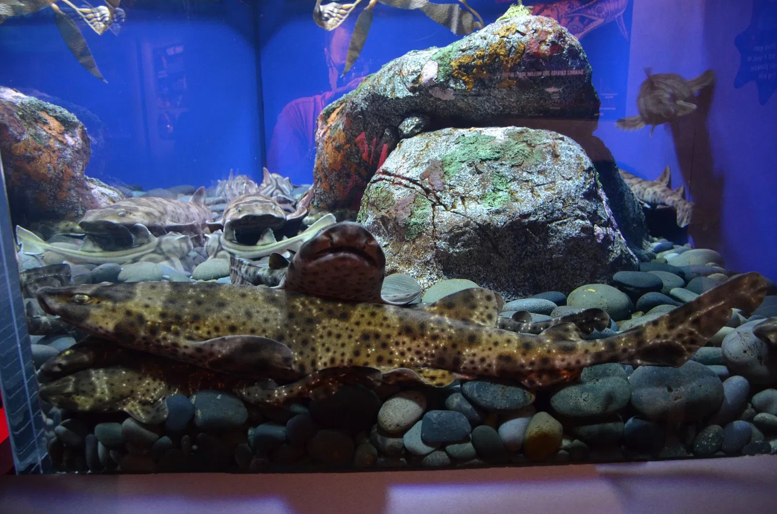 Ripley's Aquarium of Canada