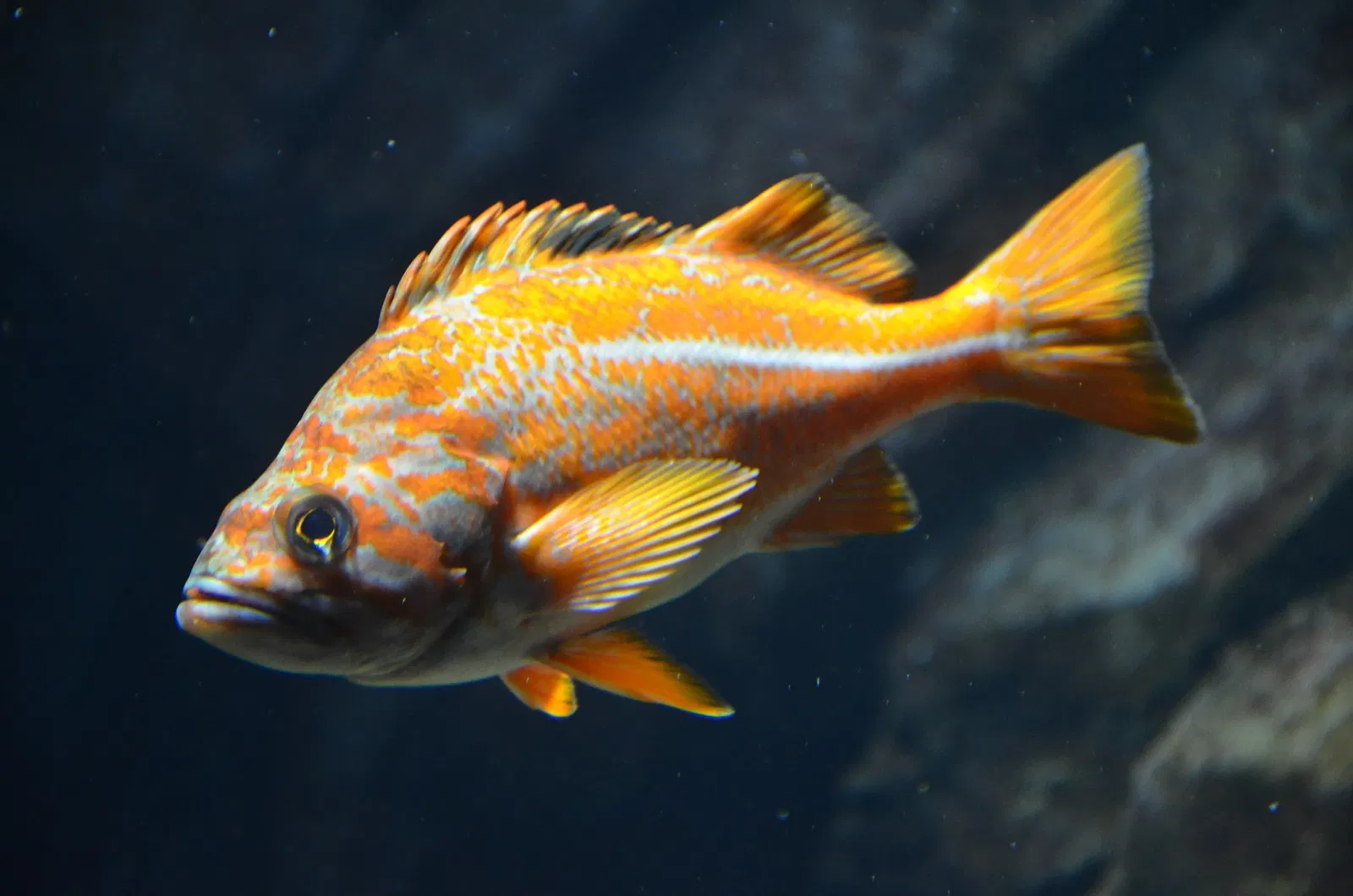 Ripley's Aquarium of Canada