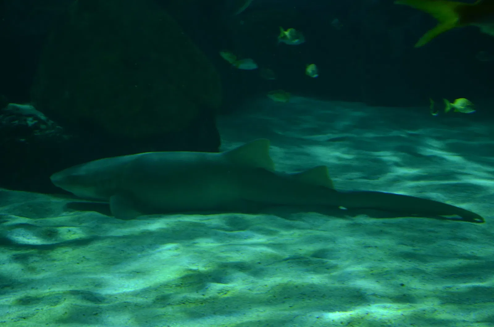 Ripley's Aquarium of Canada