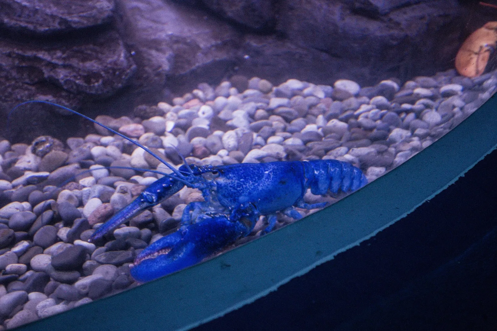 Ripley's Aquarium of Canada