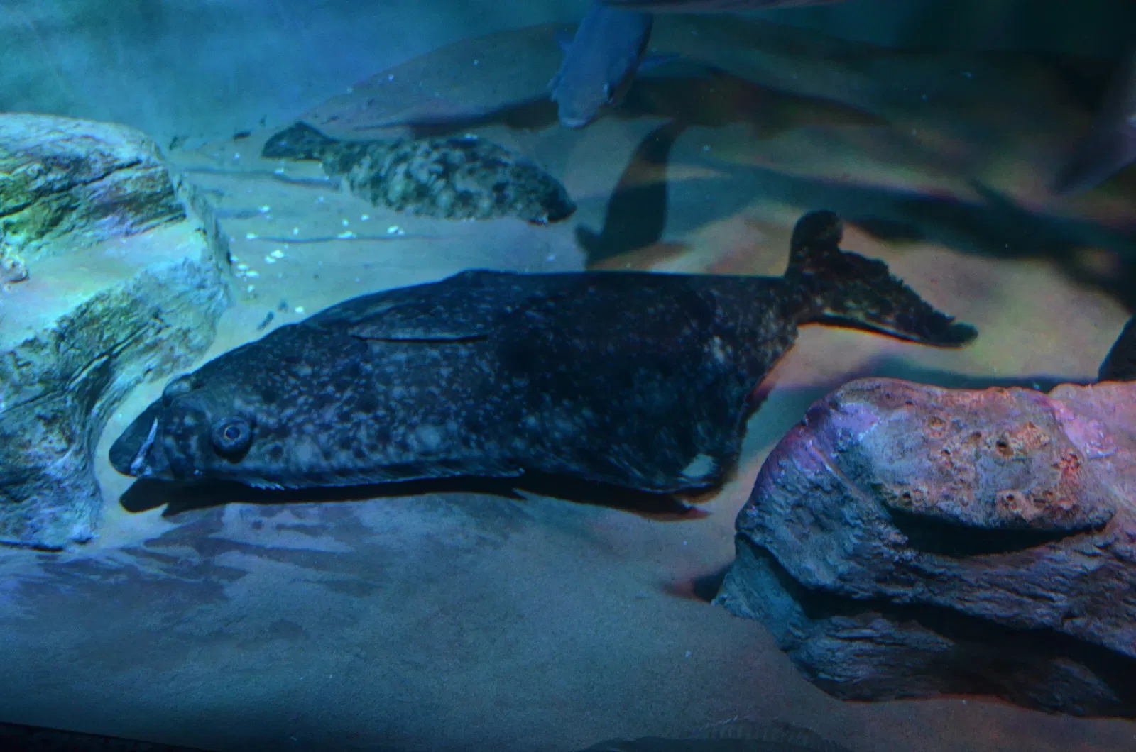 Ripley's Aquarium of Canada