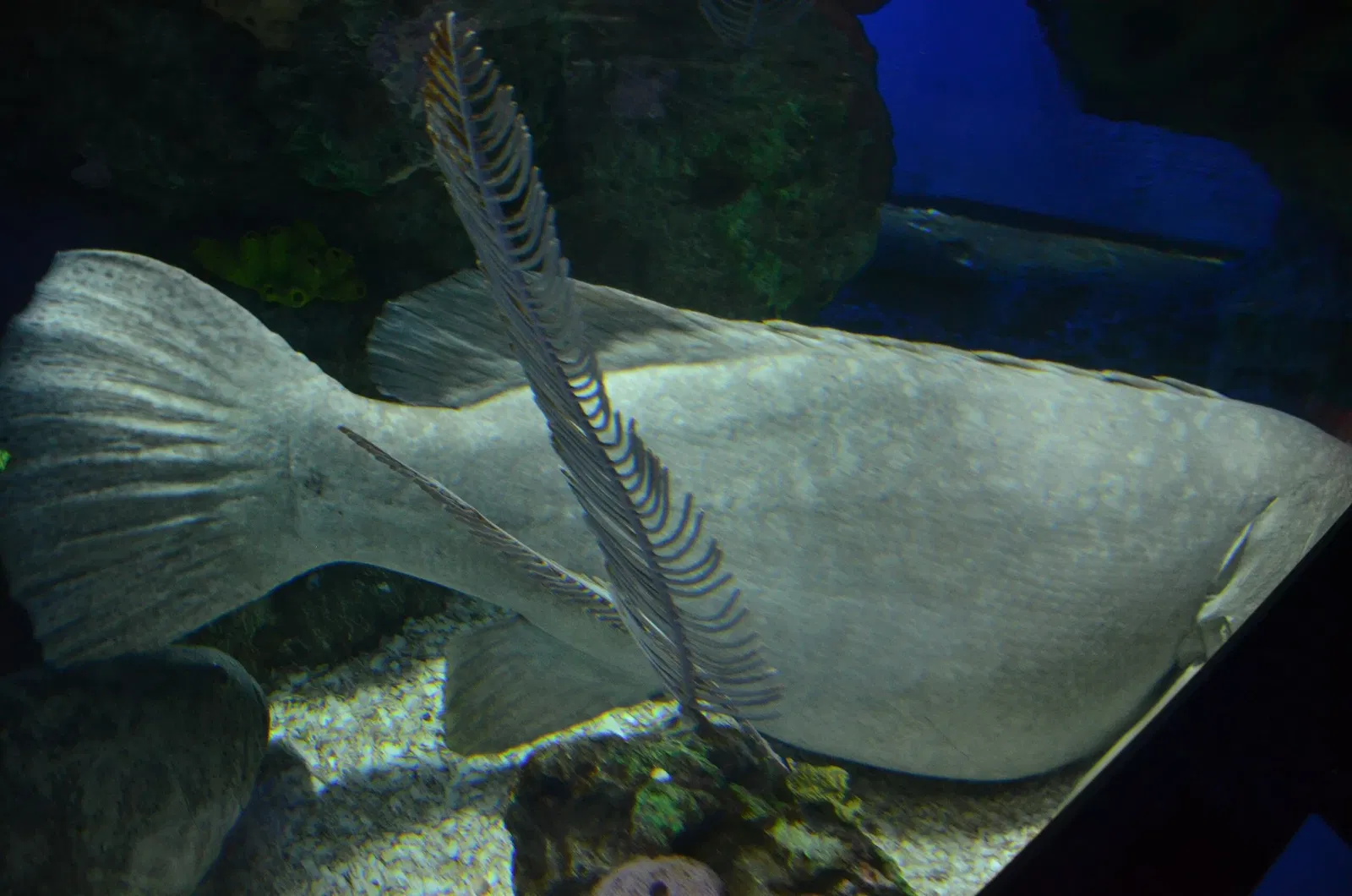Ripley's Aquarium of Canada