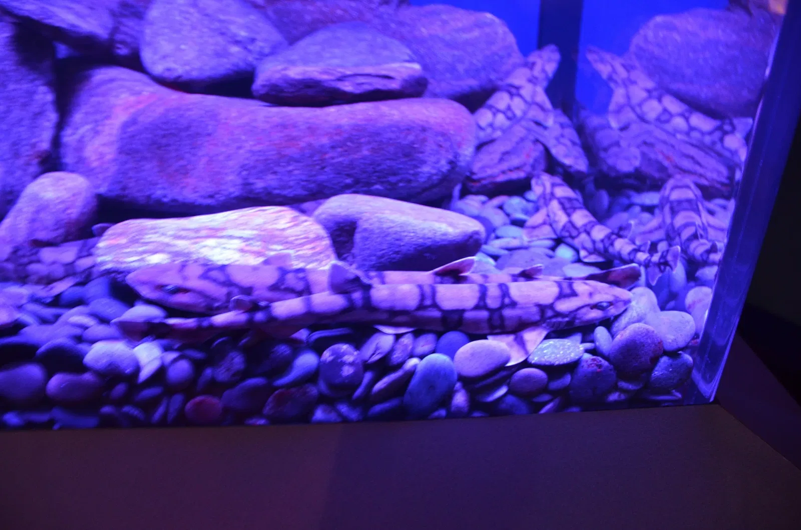 Ripley's Aquarium of Canada