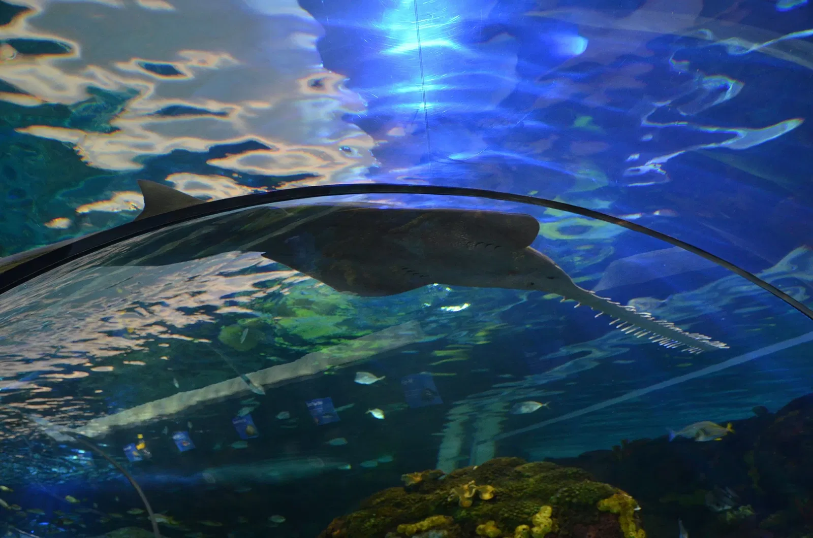 Ripley's Aquarium of Canada