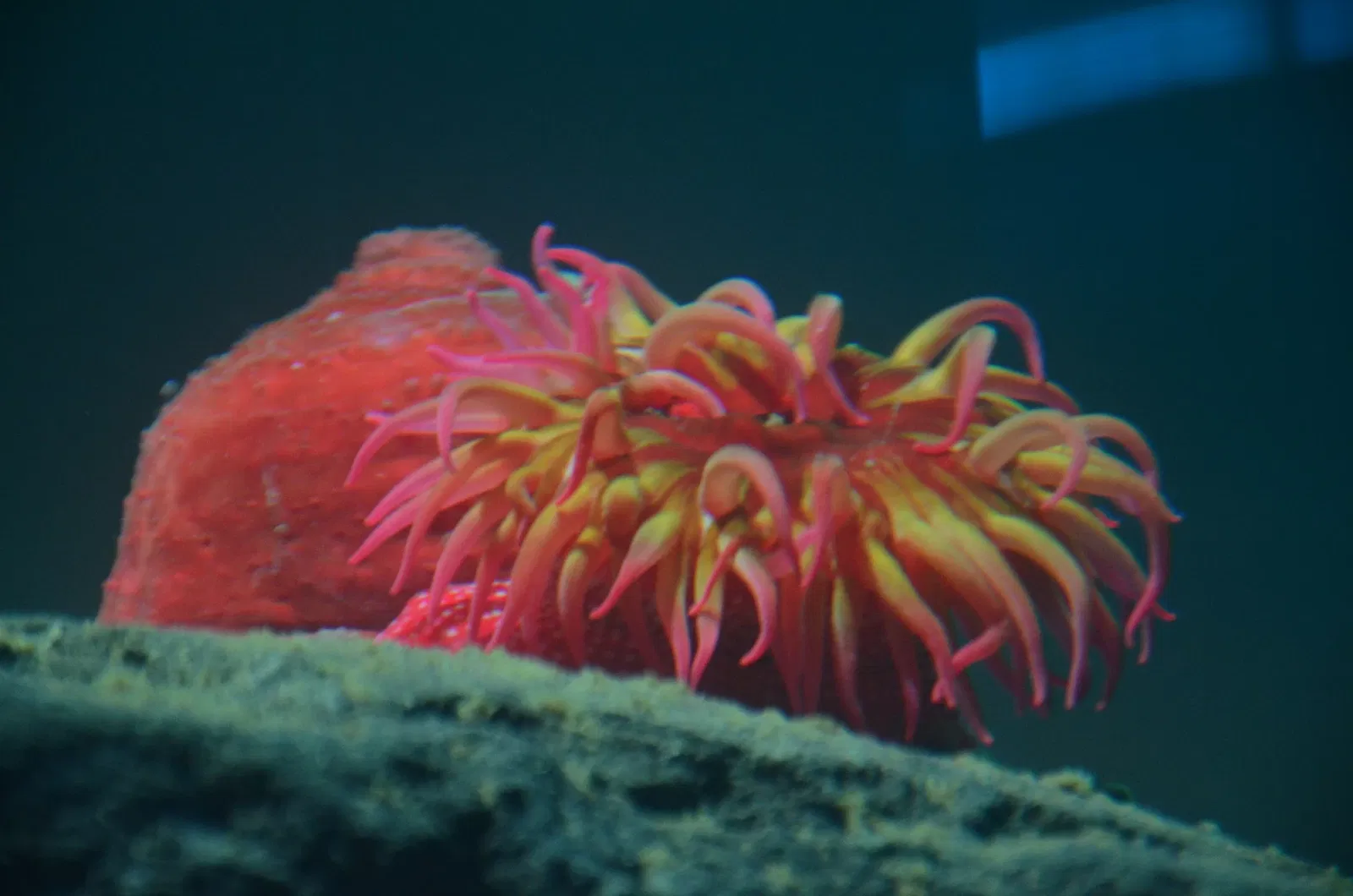 Ripley's Aquarium of Canada