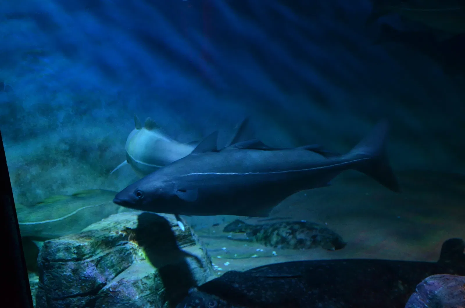 Ripley's Aquarium of Canada