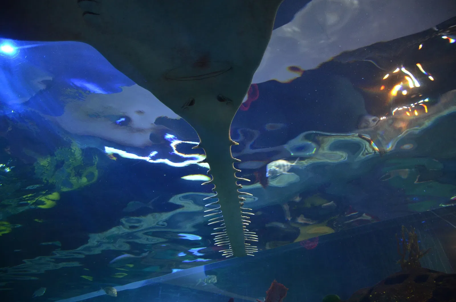 Ripley's Aquarium of Canada