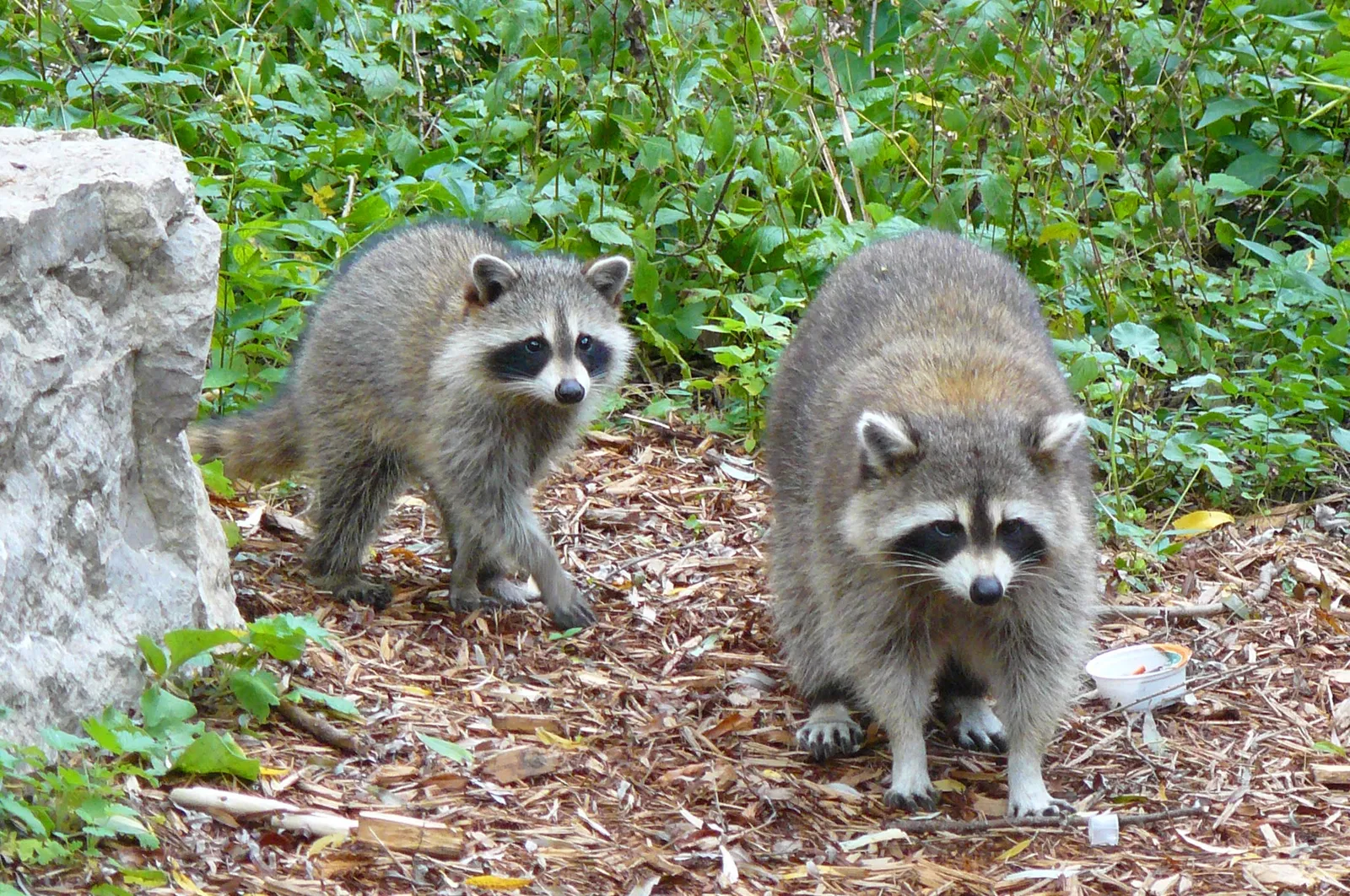 Centre des sciences de l'Ontario