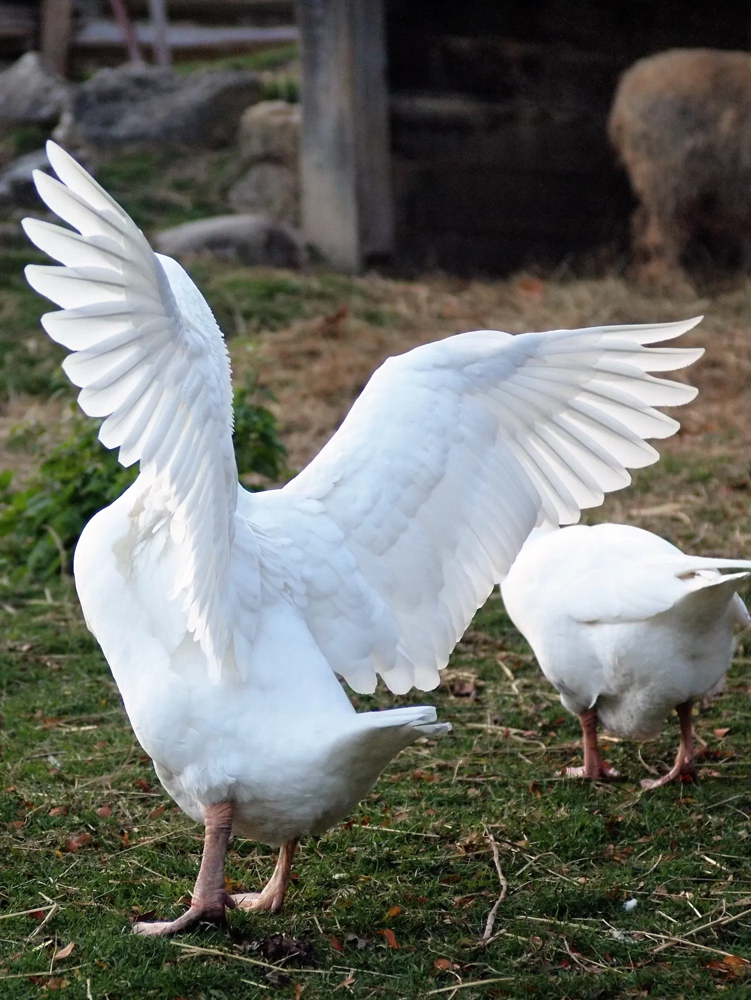 Riverdale Farm Toronto