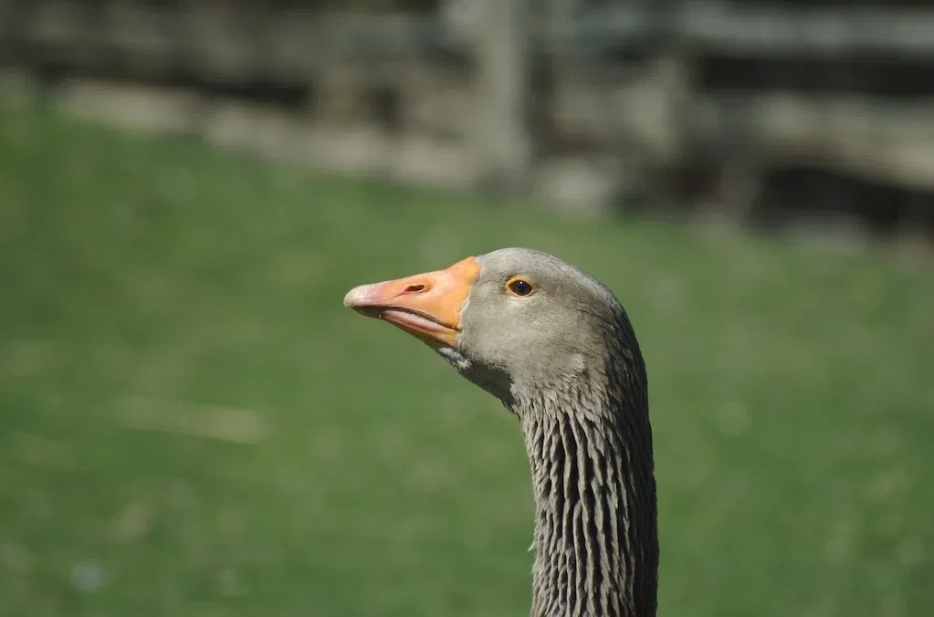Riverdale Farm Toronto
