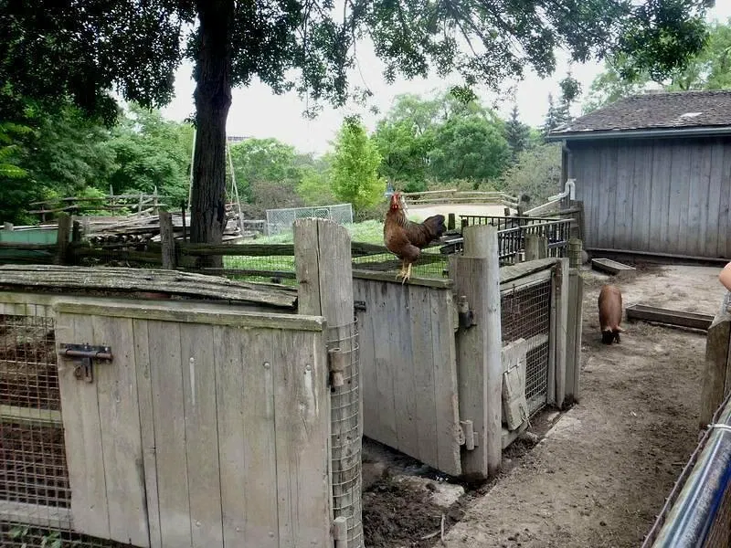 Riverdale Farm Toronto