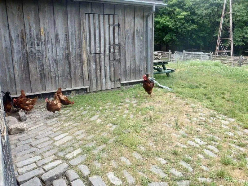 Riverdale Farm Toronto