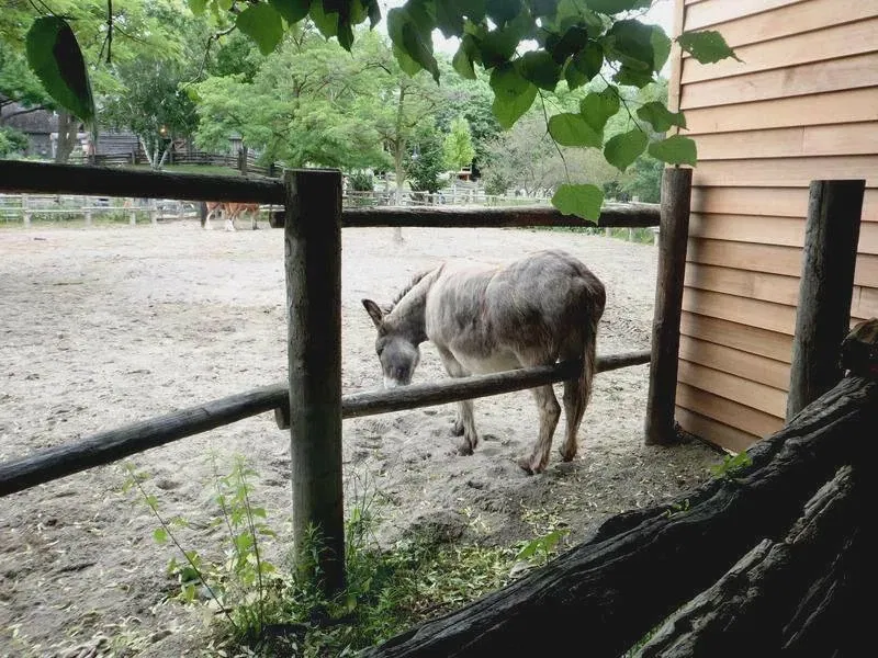 Riverdale Farm Toronto