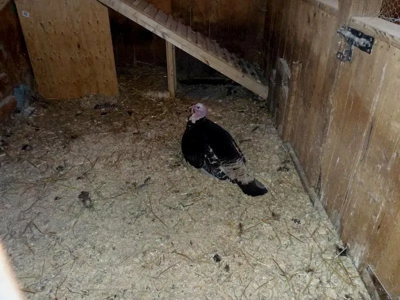 Riverdale Farm Toronto