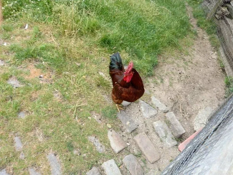 Riverdale Farm Toronto