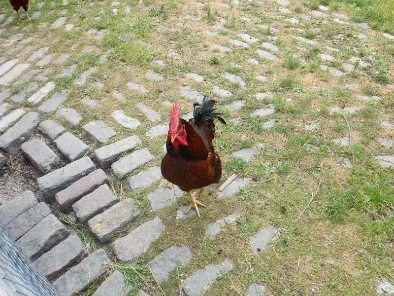 Riverdale Farm Toronto