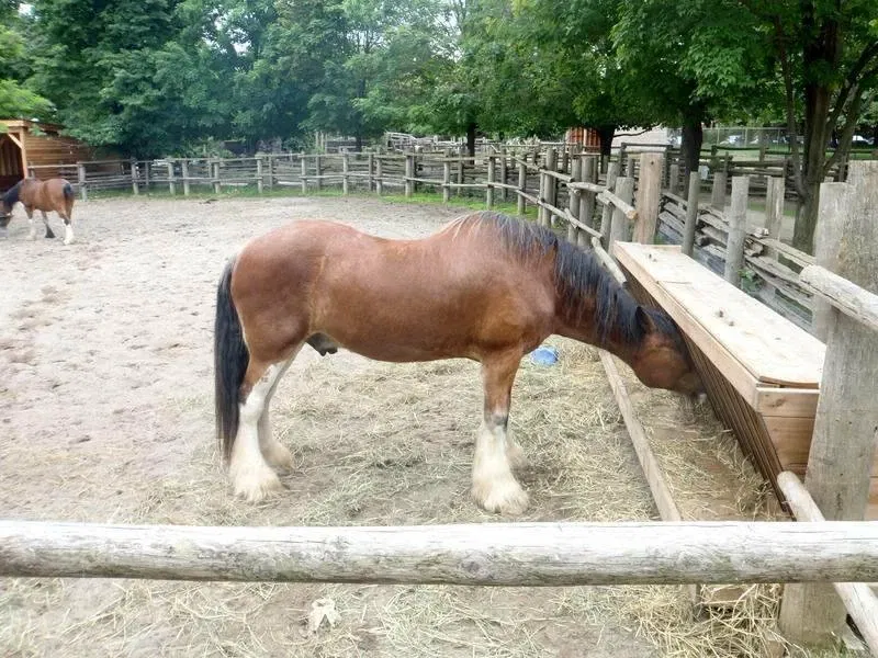 Riverdale Farm Toronto