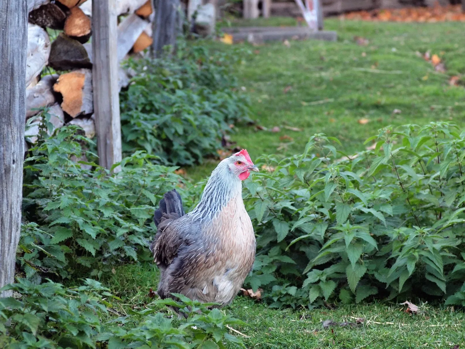 Riverdale Farm Toronto