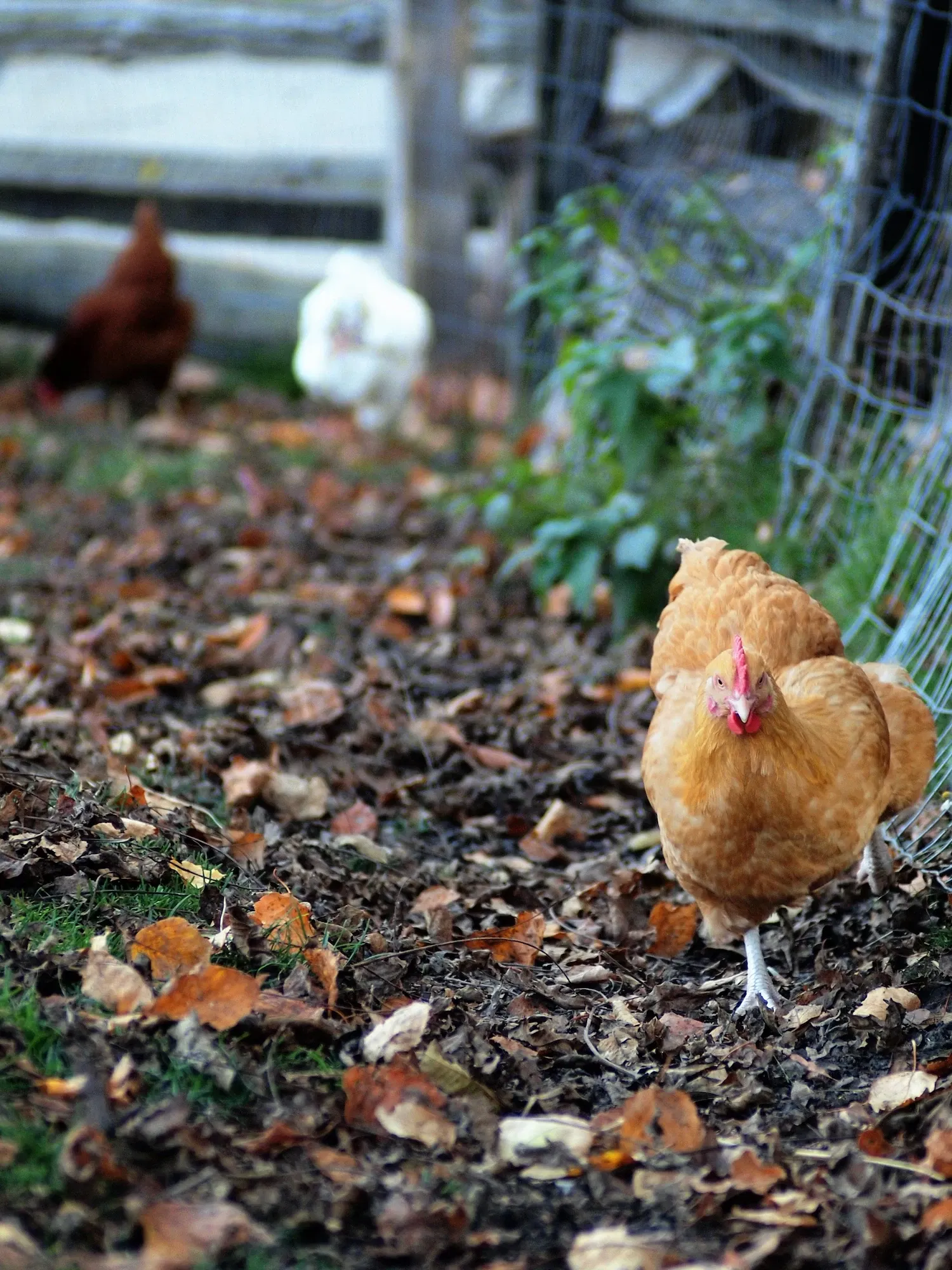 Riverdale Farm Toronto