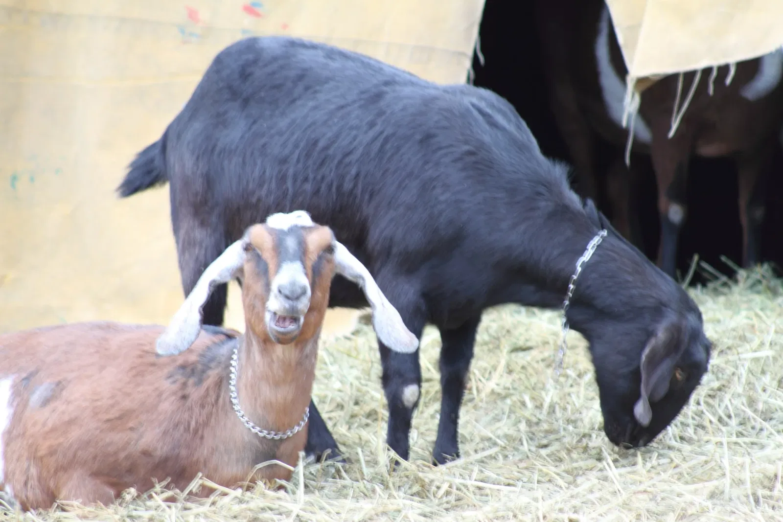 Riverdale Farm Toronto