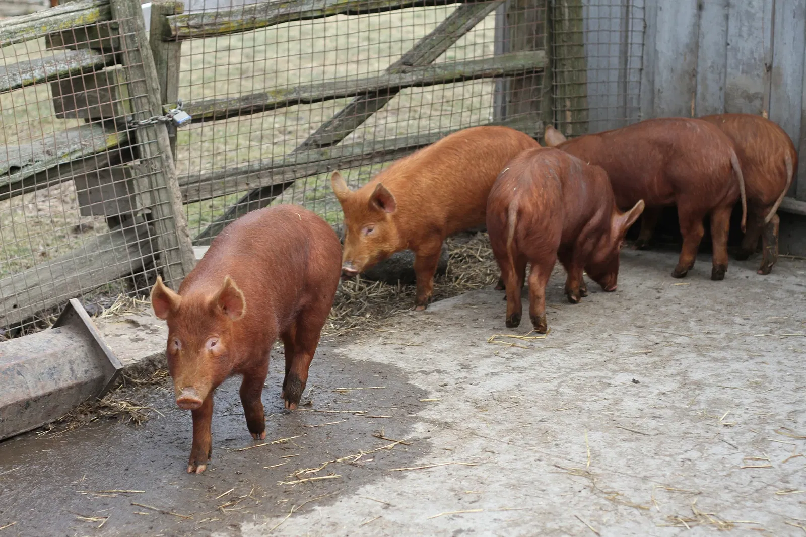 Riverdale Farm Toronto