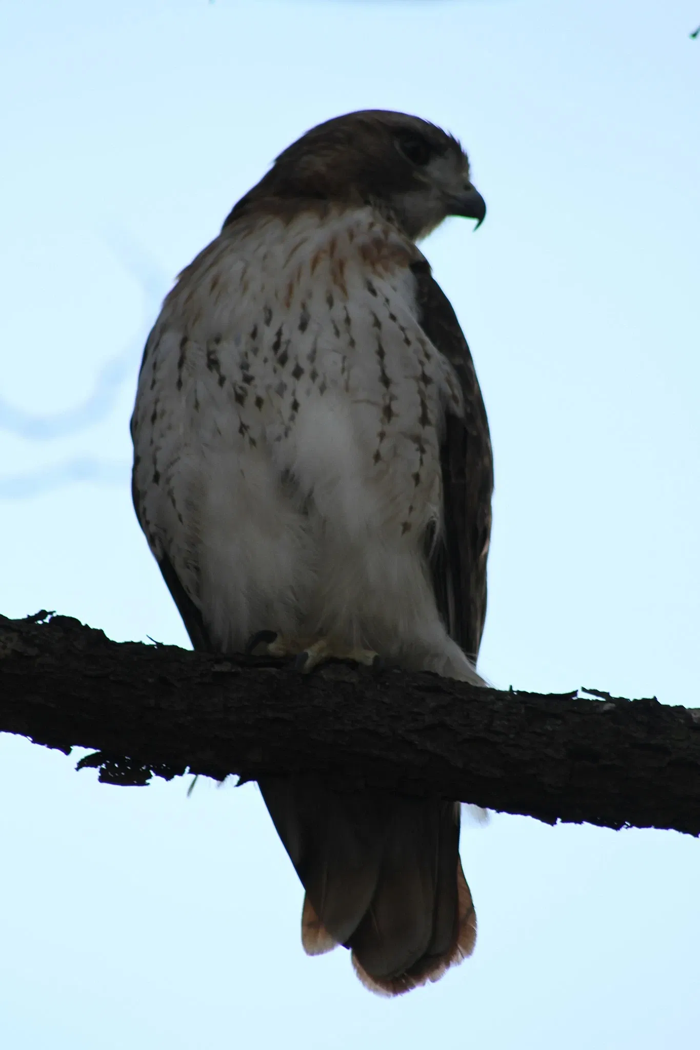Riverdale Farm Toronto