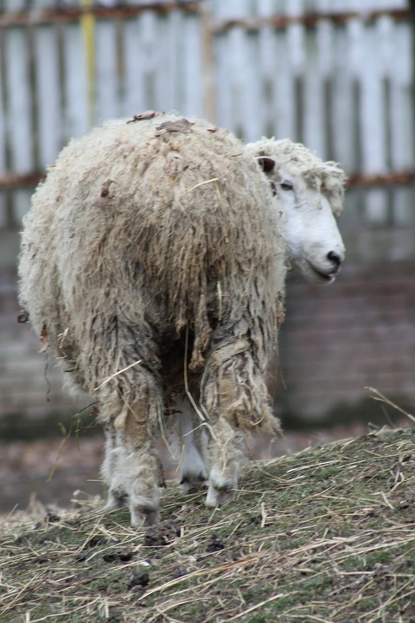 Riverdale Farm Toronto