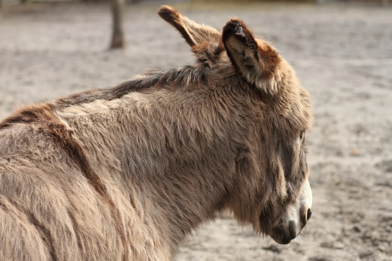 Riverdale Farm Toronto