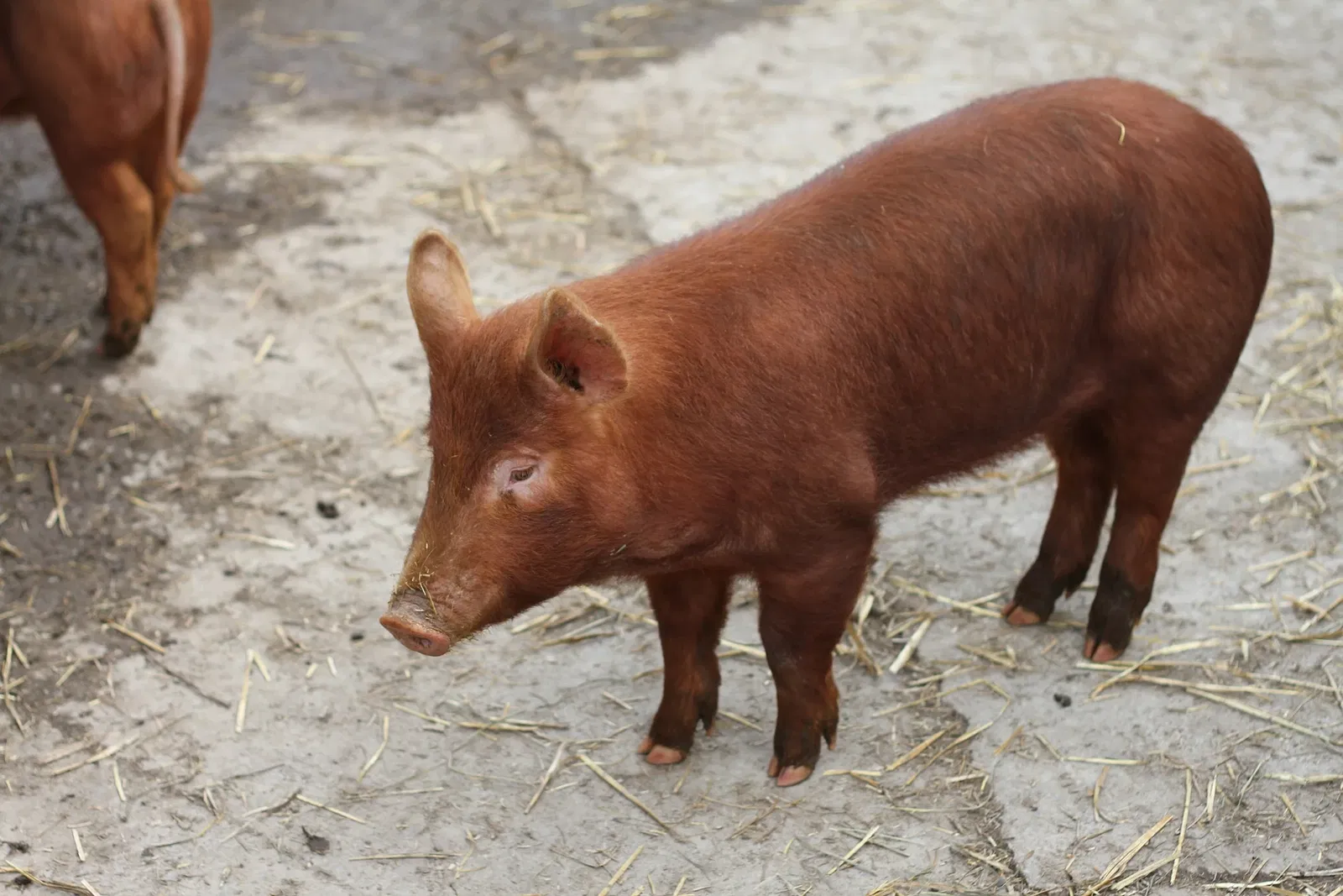 Riverdale Farm Toronto