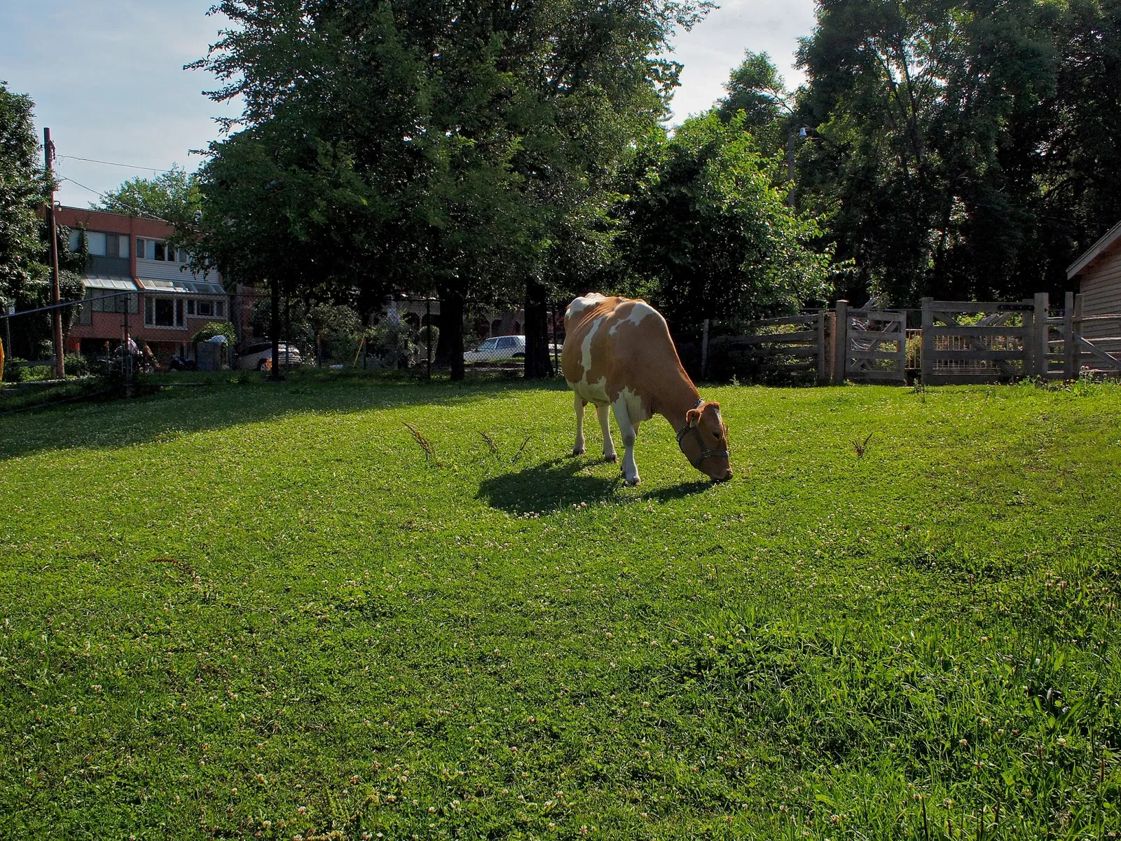 Riverdale Farm Toronto