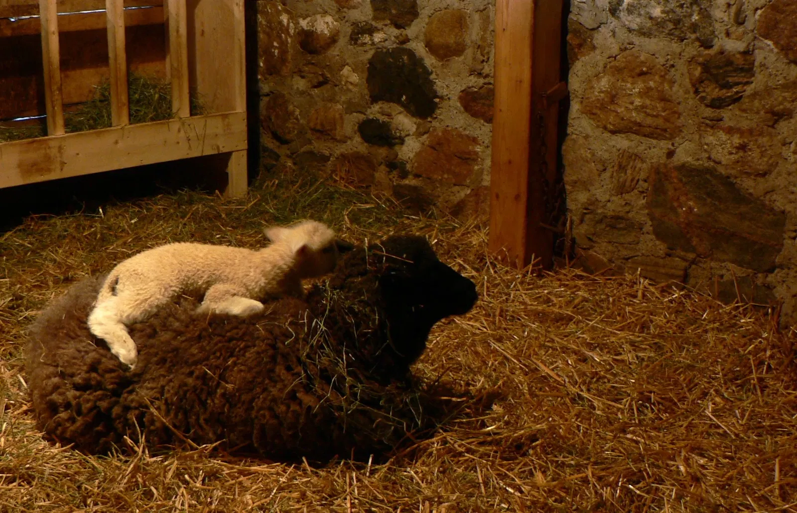 Riverdale Farm Toronto