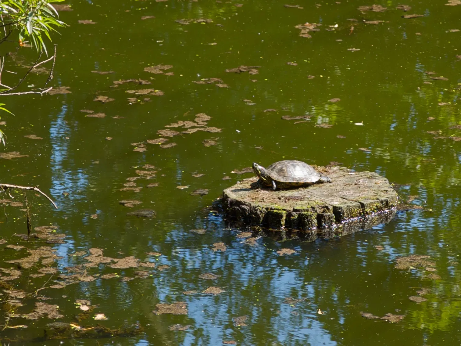 Riverdale Farm Toronto