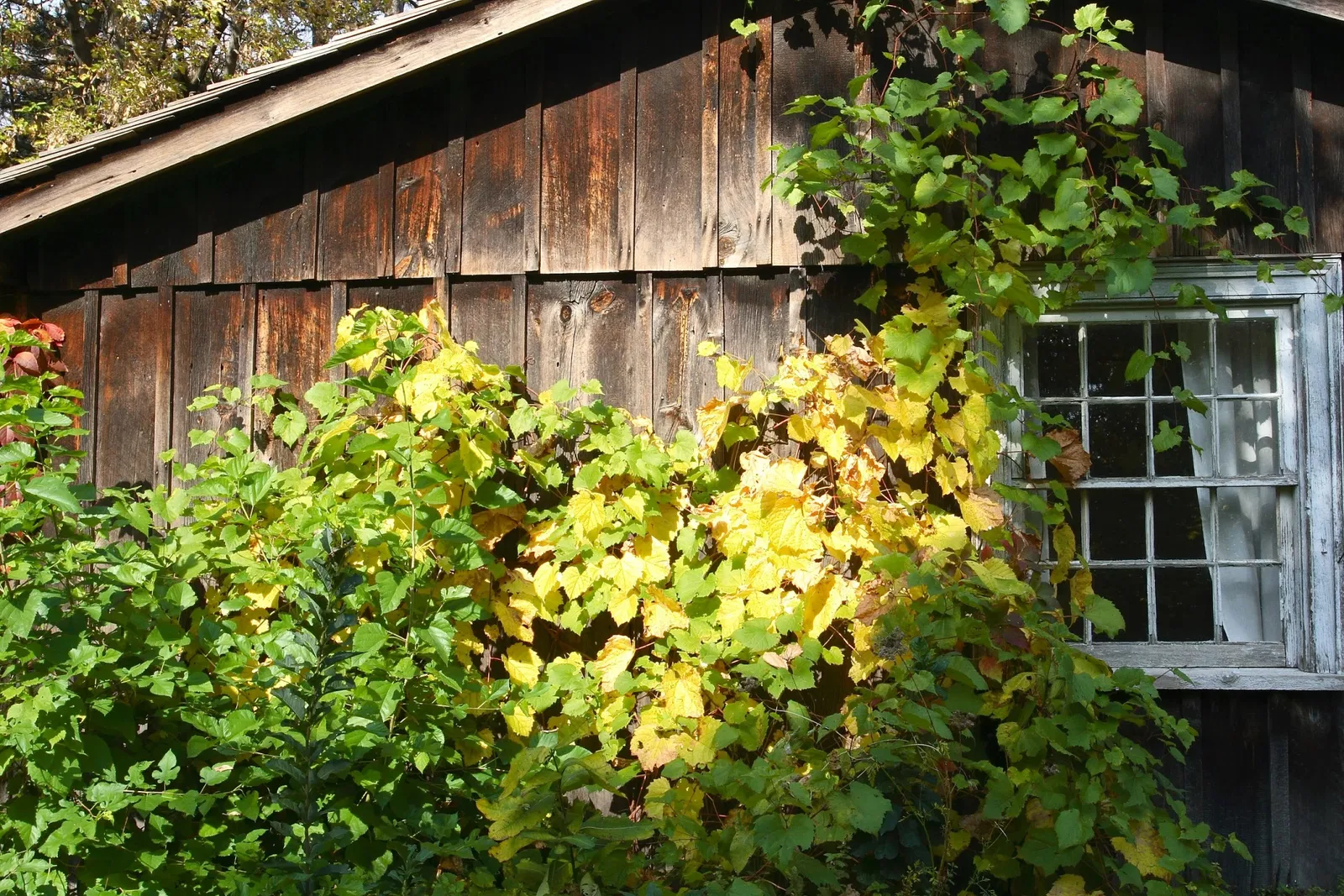 Black Creek Pioneer Village
