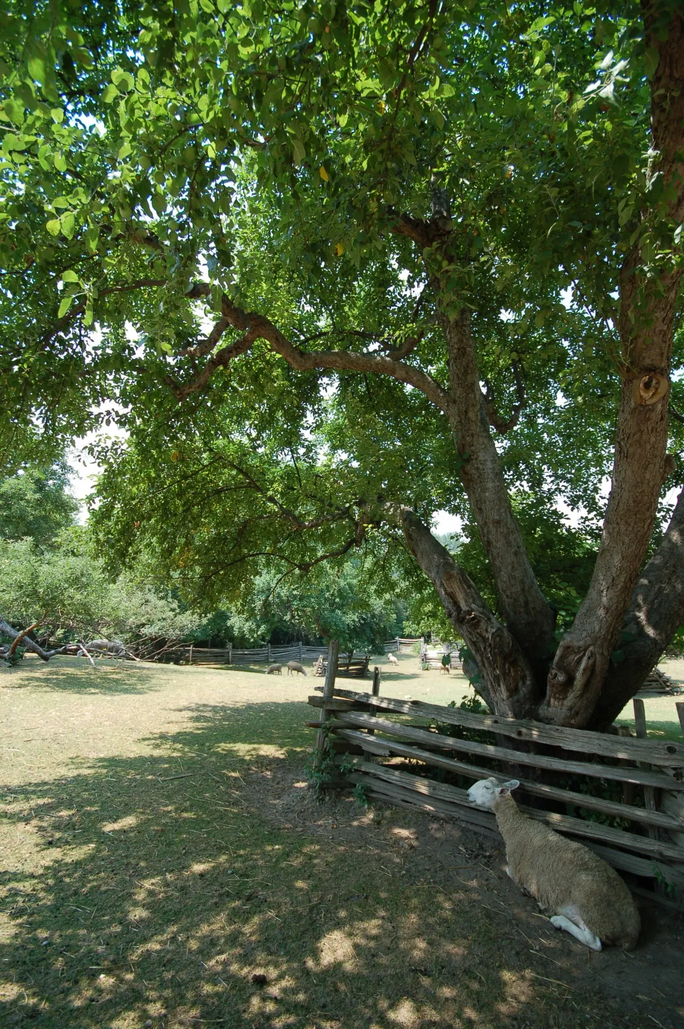 Black Creek Pioneer Village