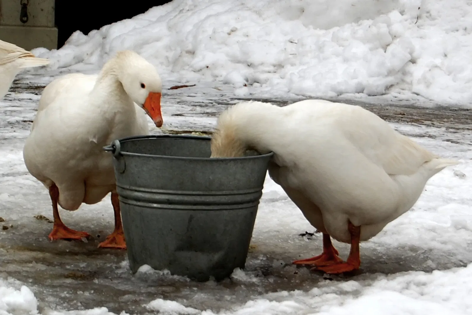 Black Creek Pioneer Village
