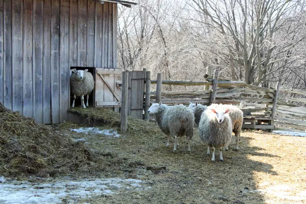 Black Creek Pioneer Village