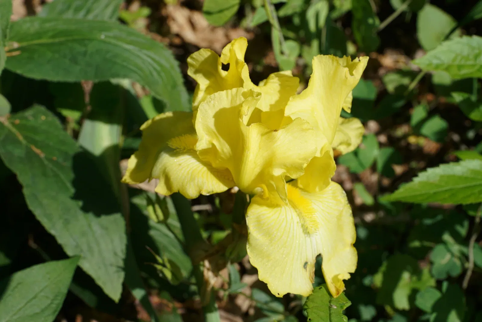 Gari Melchers Home and Studio