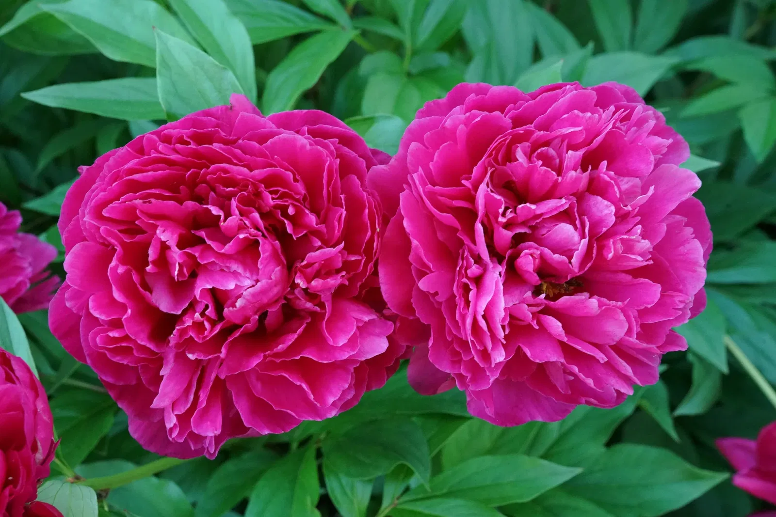 Gari Melchers Home and Studio