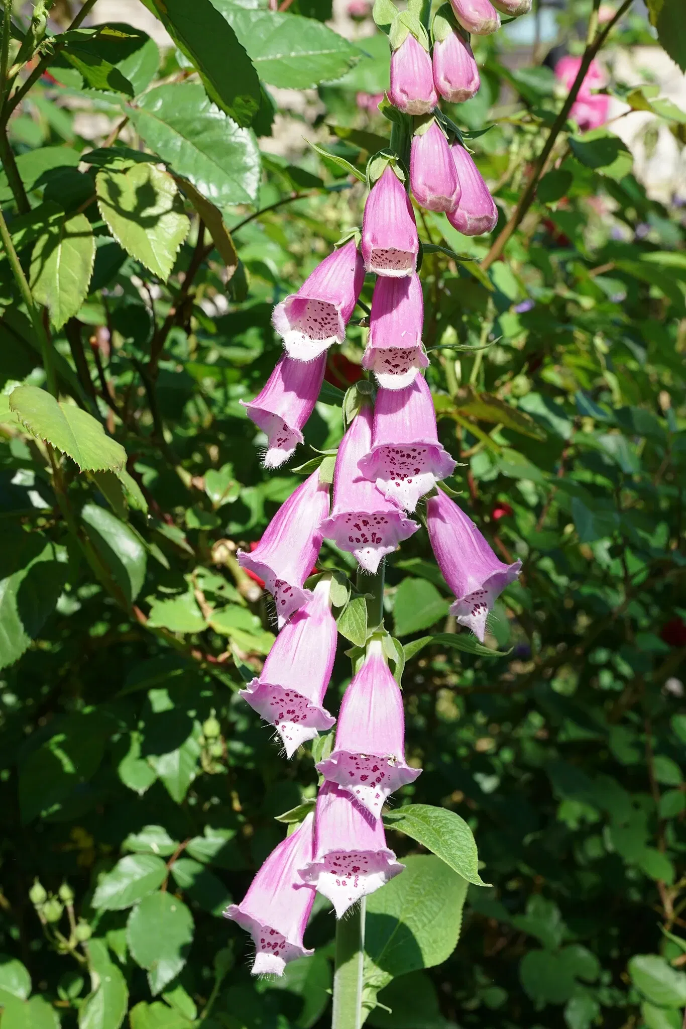 Gari Melchers Home and Studio
