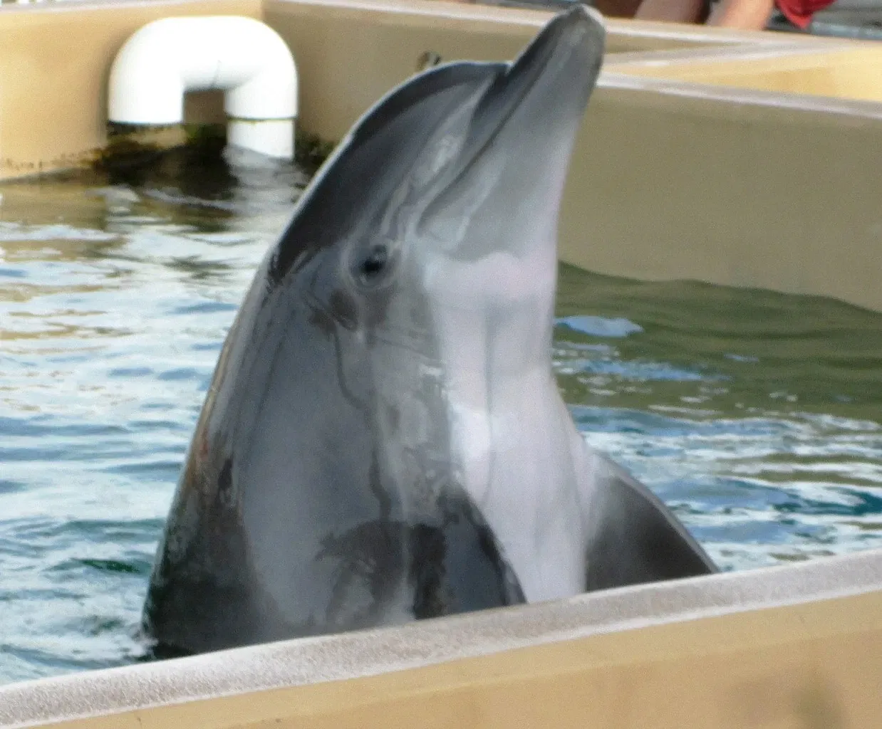 Clearwater Marine Aquarium
