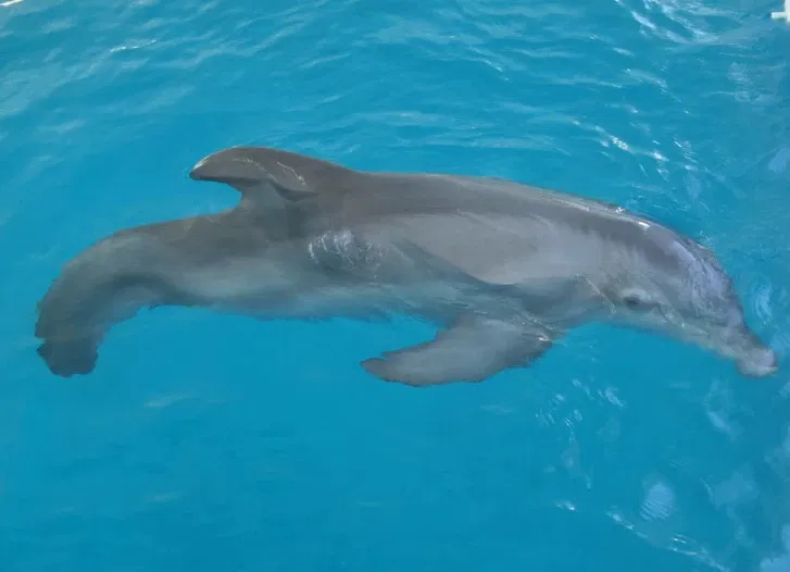 Clearwater Marine Aquarium