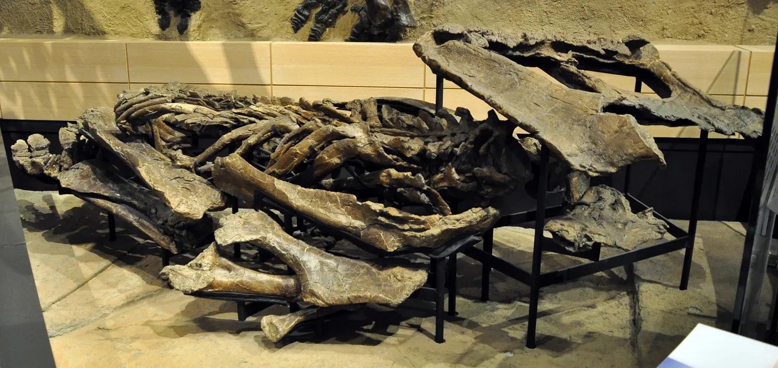 Canadian Museum of Nature