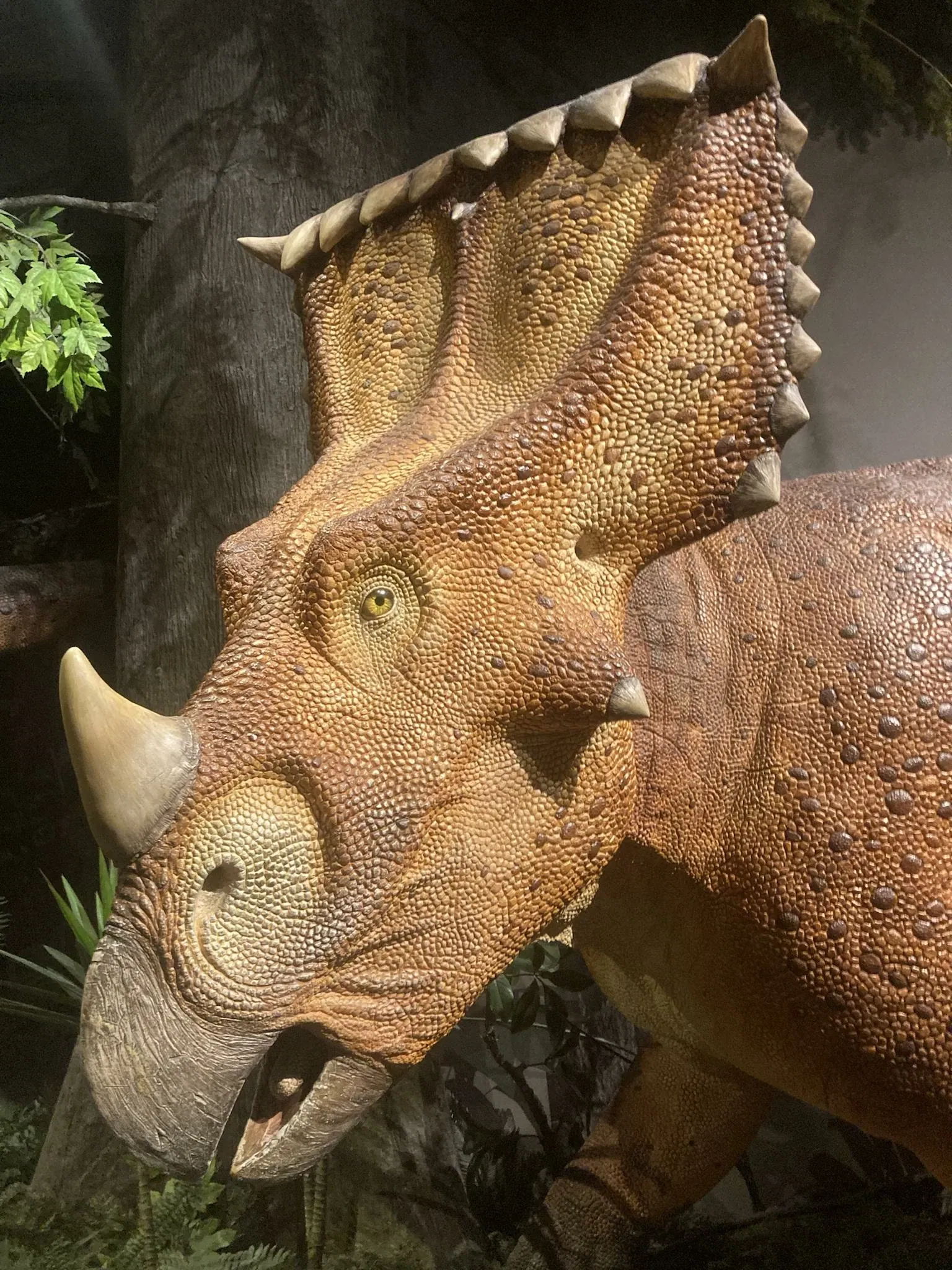 Canadian Museum of Nature