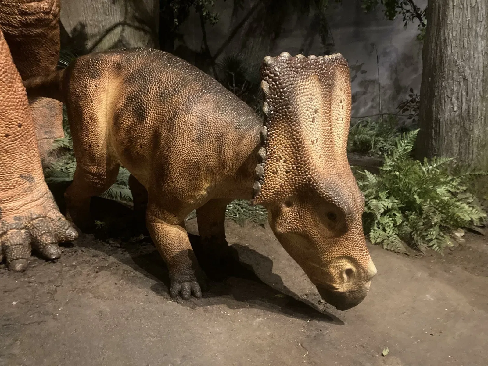 Canadian Museum of Nature