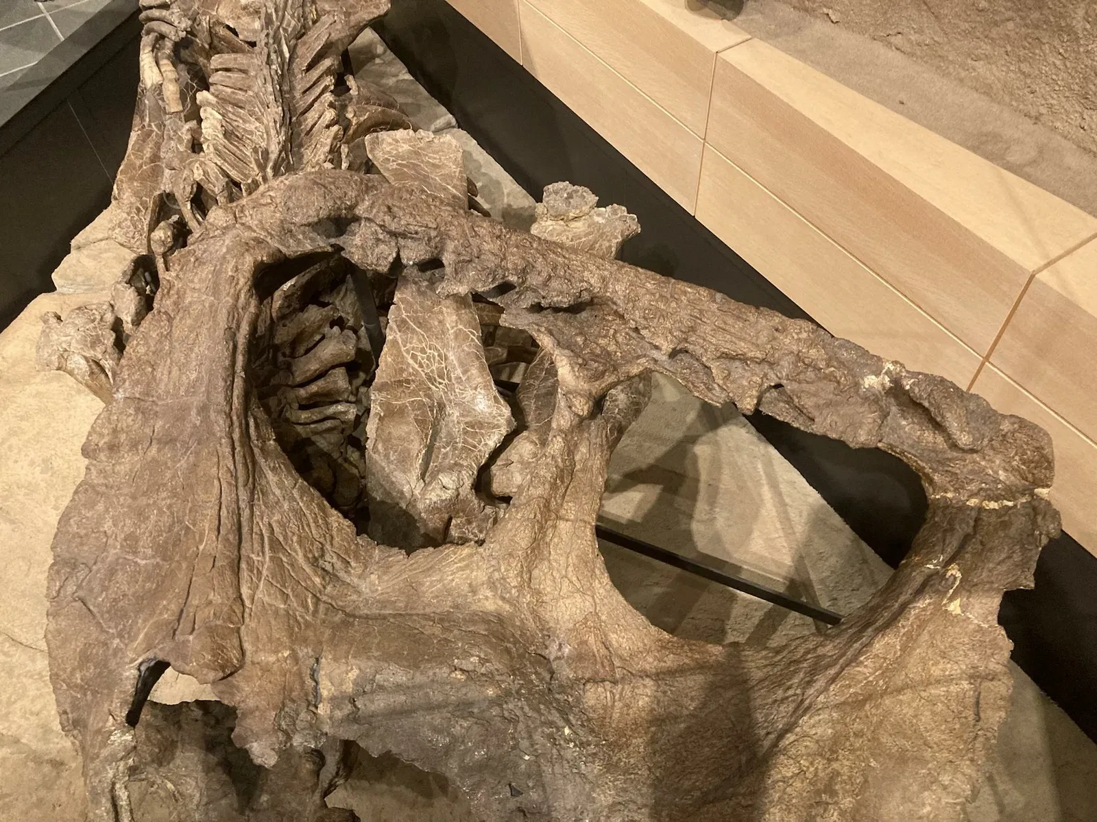 Canadian Museum of Nature