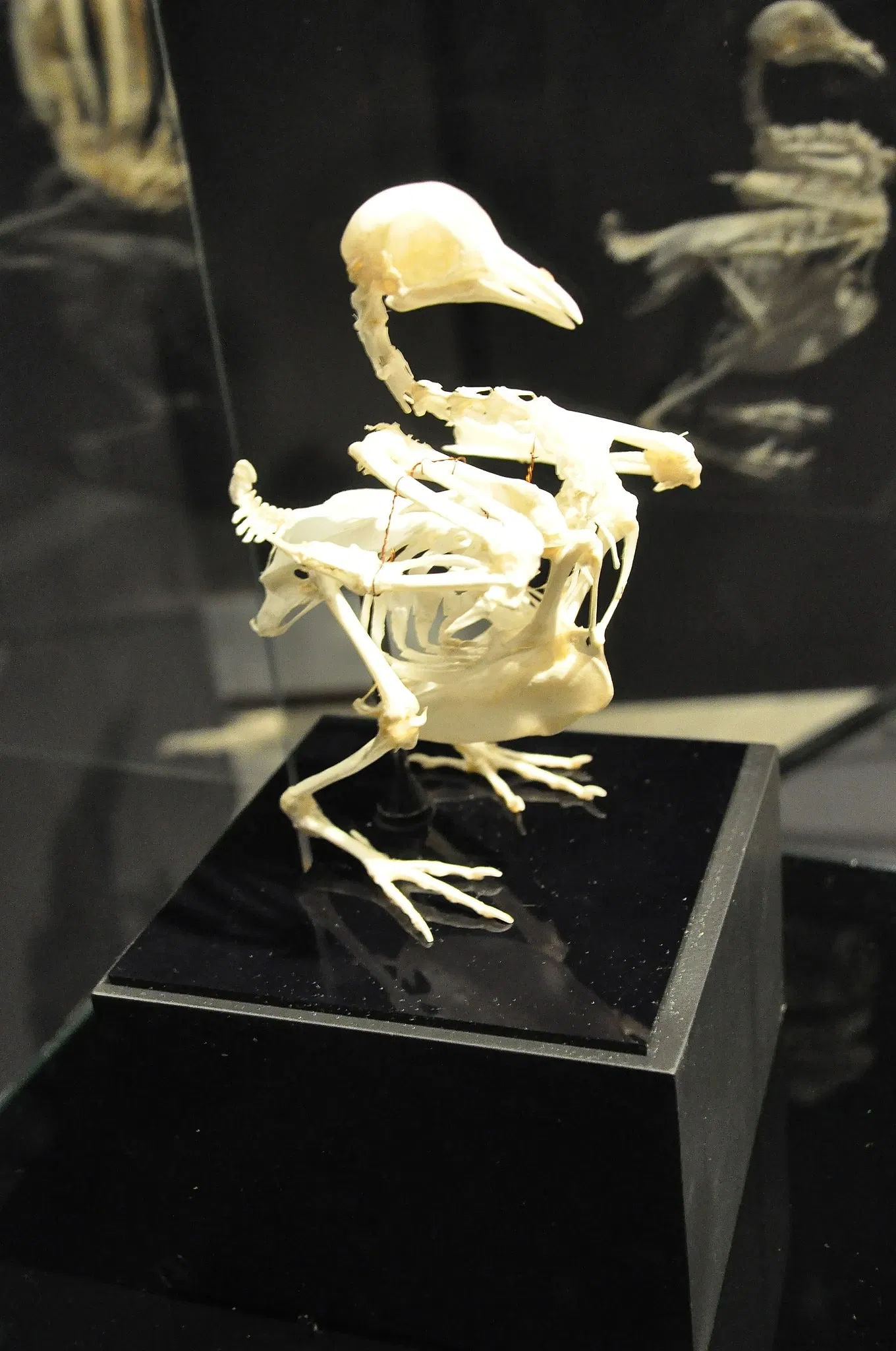 Canadian Museum of Nature