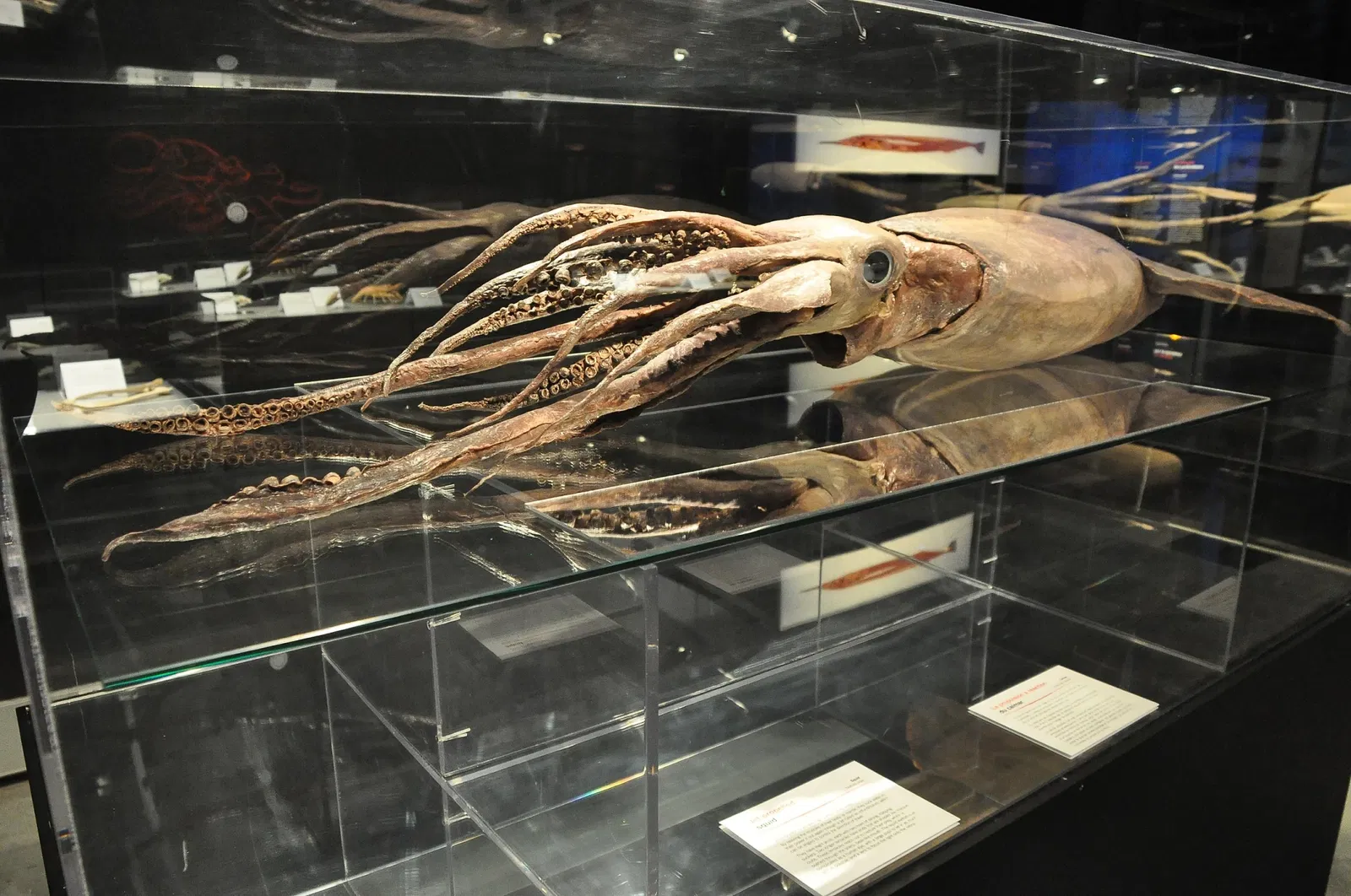 Canadian Museum of Nature